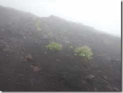 DSCF8440